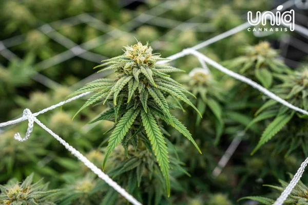 Best Time To Shop Cannabis In Monroe