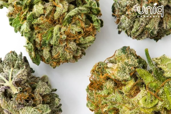 Cannabis From Uniq Dispensary