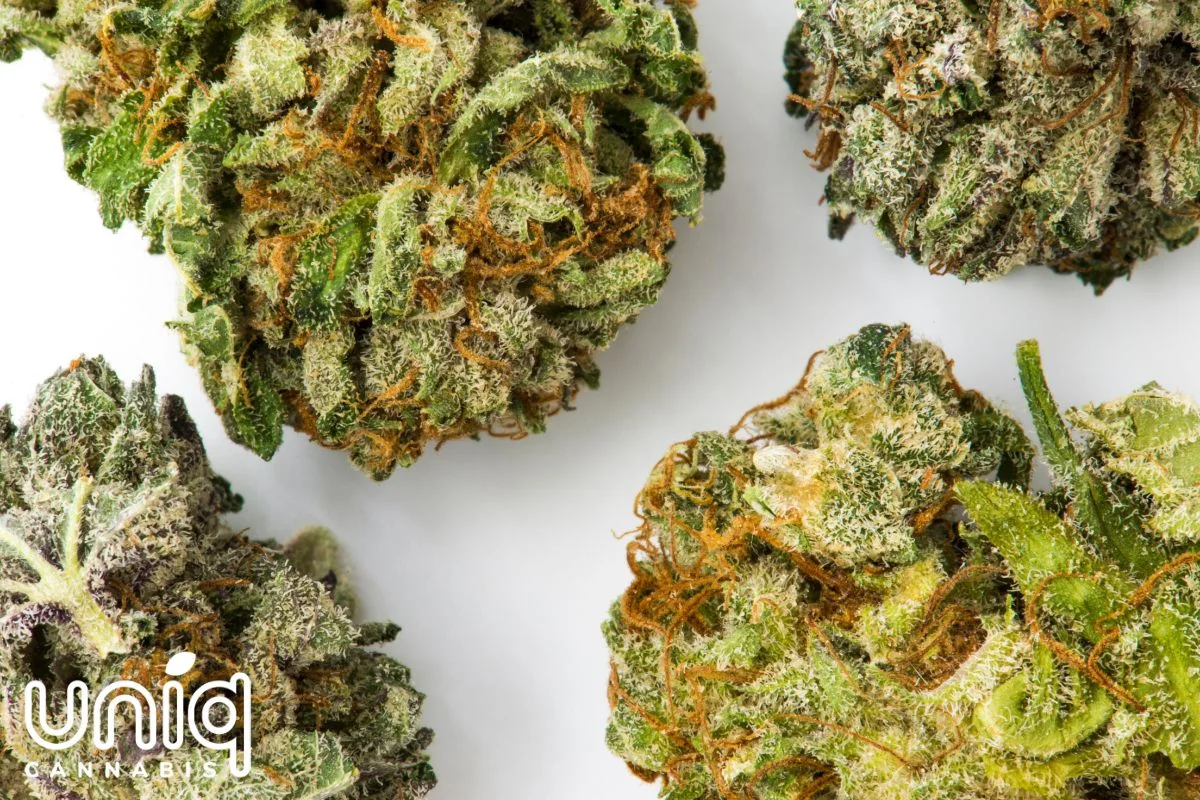 Cannabis Store In Monroe